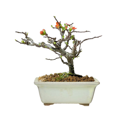 Akadama Ibaraki HQ Substrato Bonsai, 2-5 mm, 1 Litro