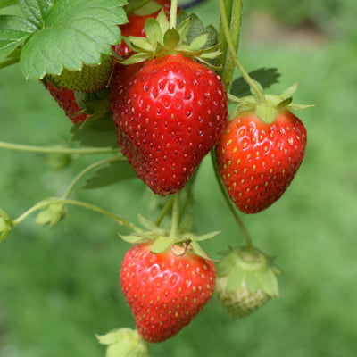 Strawberry Nutrition BIO Crescita Miracolosa