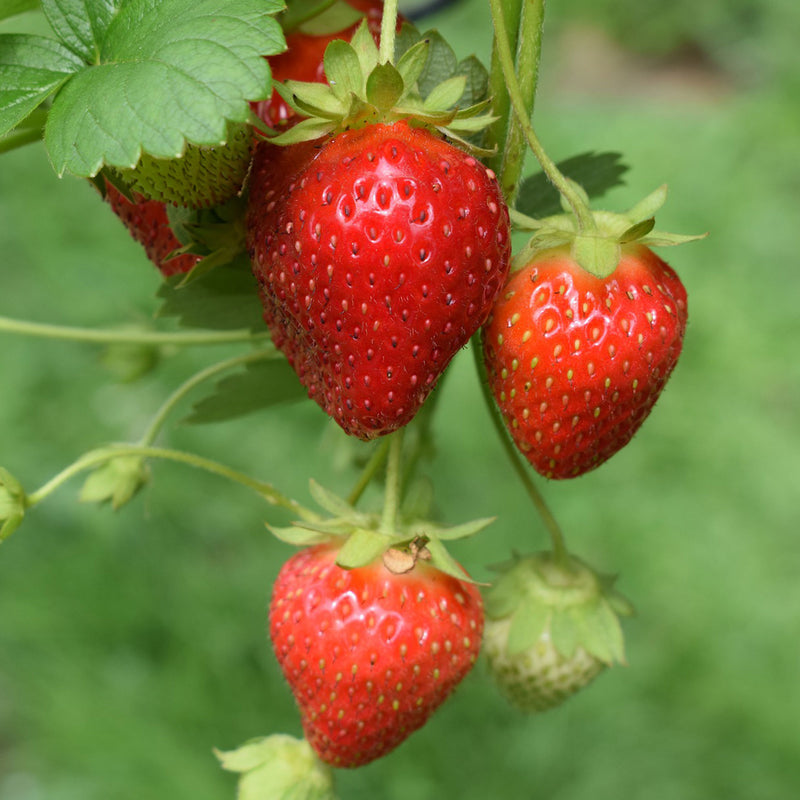 Strawberry Nutrition BIO Crescita Miracolosa